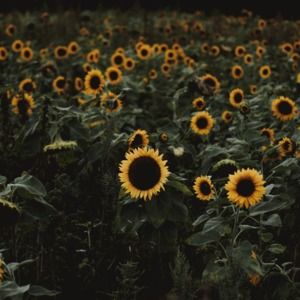 Meet your Posher, Samar